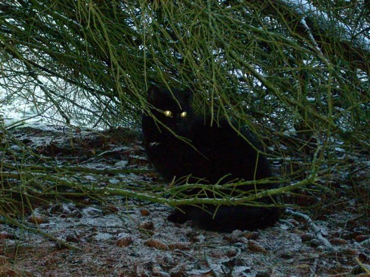 Huskat Mulle billede 2