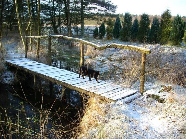 Huskat Mulle billede 3