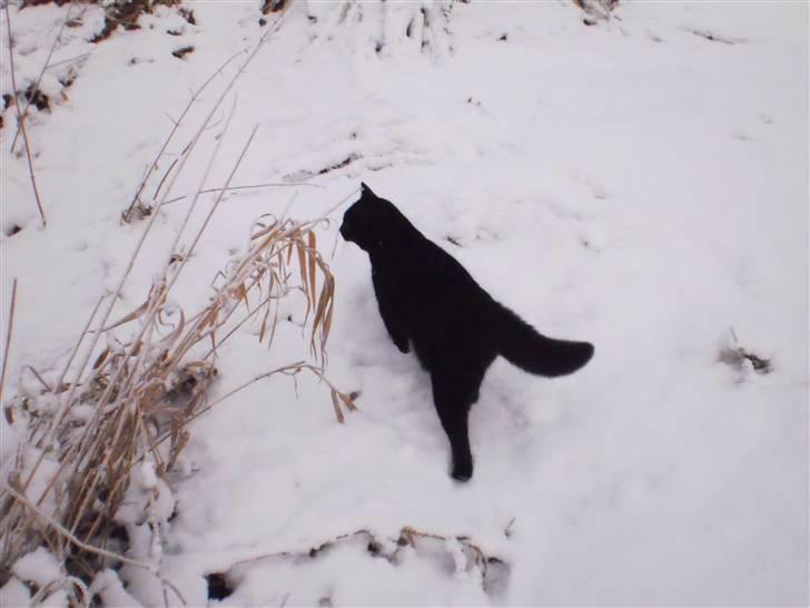 Huskat Mulle billede 4