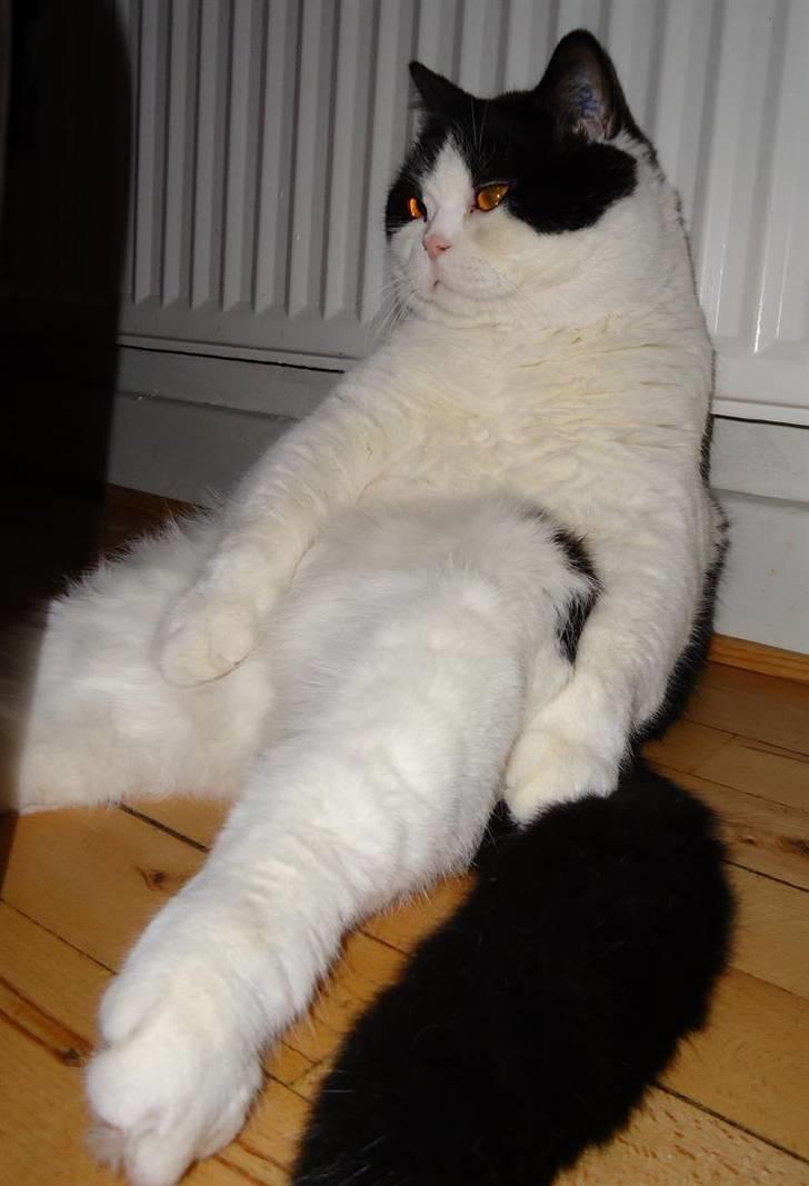 British Shorthair Kenzo billede 5