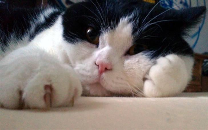 British Shorthair Kenzo - charmetrold <3 billede 6