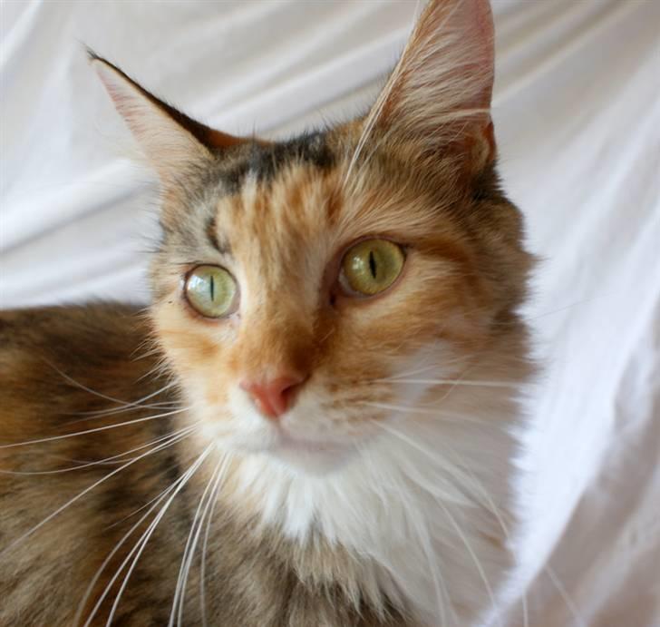 Maine Coon Elin Dixie billede 1