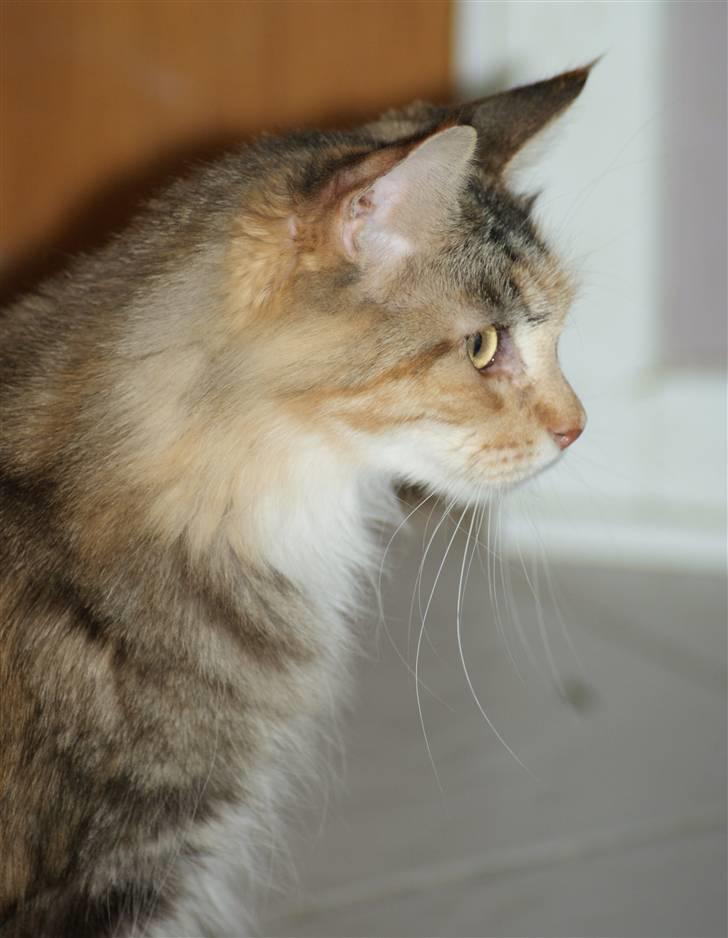 Maine Coon Elin Dixie billede 2