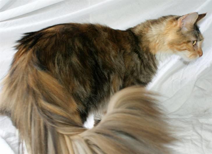 Maine Coon Elin Dixie billede 3
