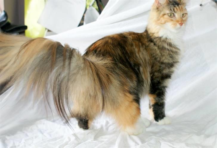 Maine Coon Elin Dixie billede 4