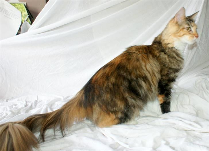 Maine Coon Elin Dixie billede 5