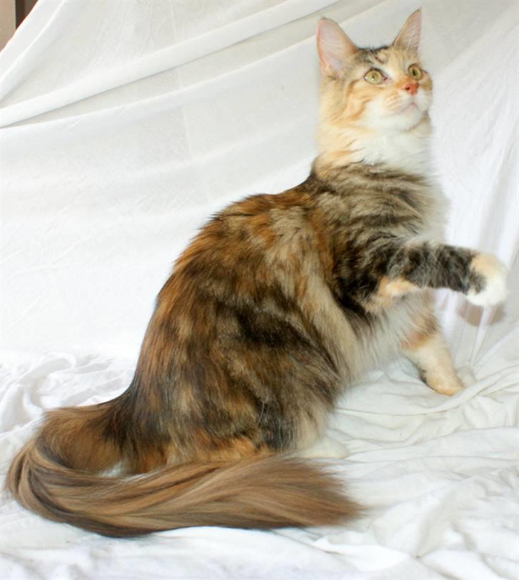 Maine Coon Elin Dixie billede 6