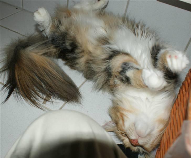 Maine Coon Elin Dixie billede 7