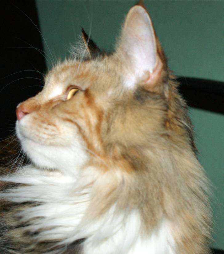 Maine Coon Elin Dixie billede 8