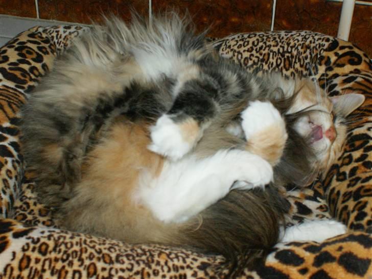 Maine Coon Elin Dixie billede 9