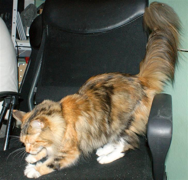 Maine Coon Elin Dixie billede 10