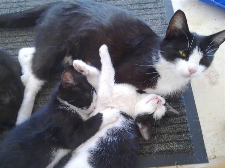 Huskat snip billede 1