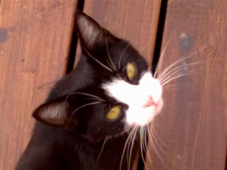 Huskat snip billede 2