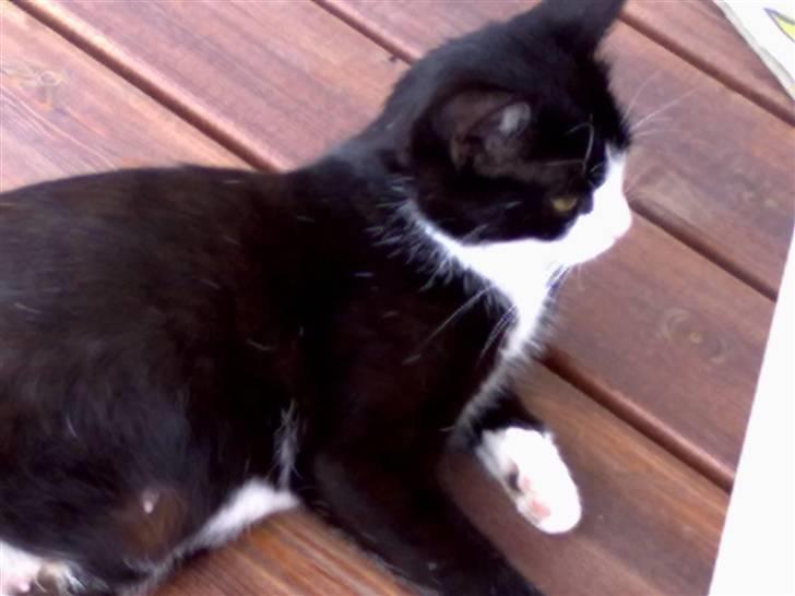 Huskat snip billede 3