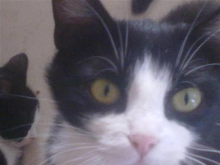 Huskat snip billede 4