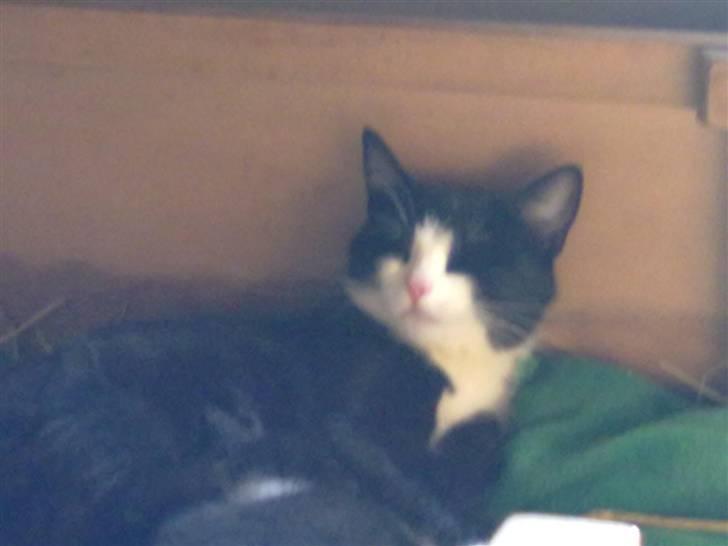 Huskat snip billede 5