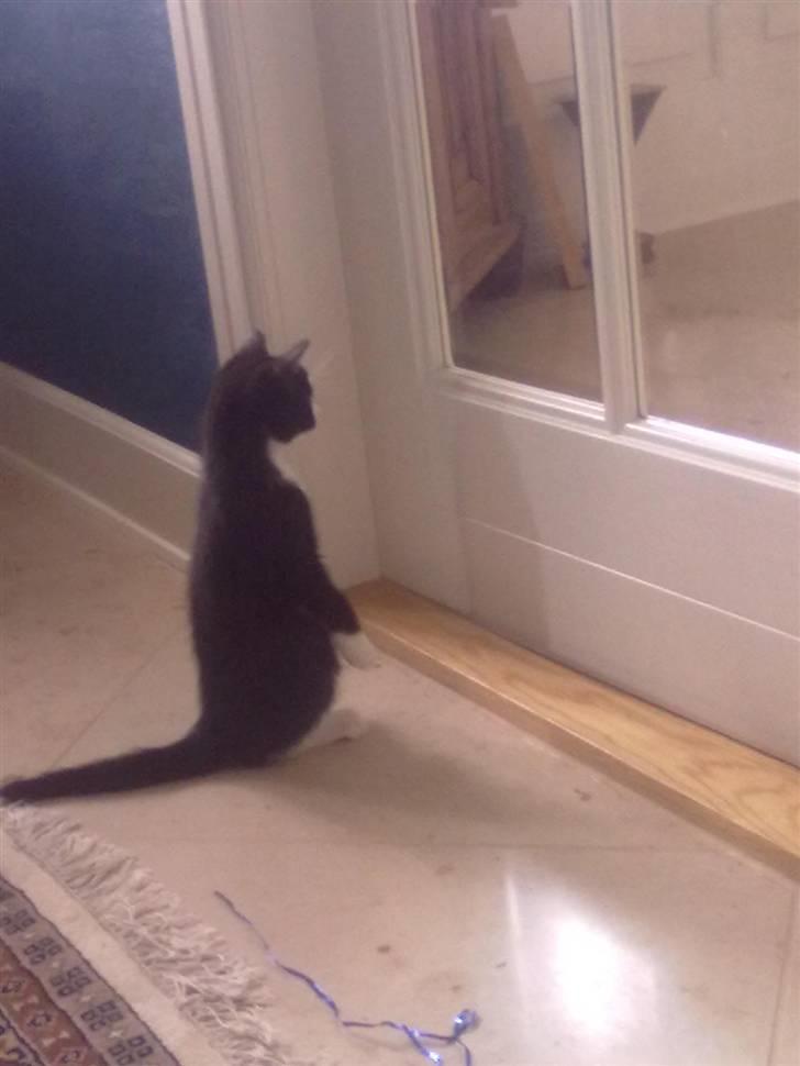 Huskat piv billede 7