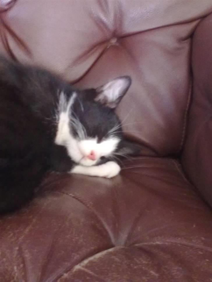 Huskat piv billede 8