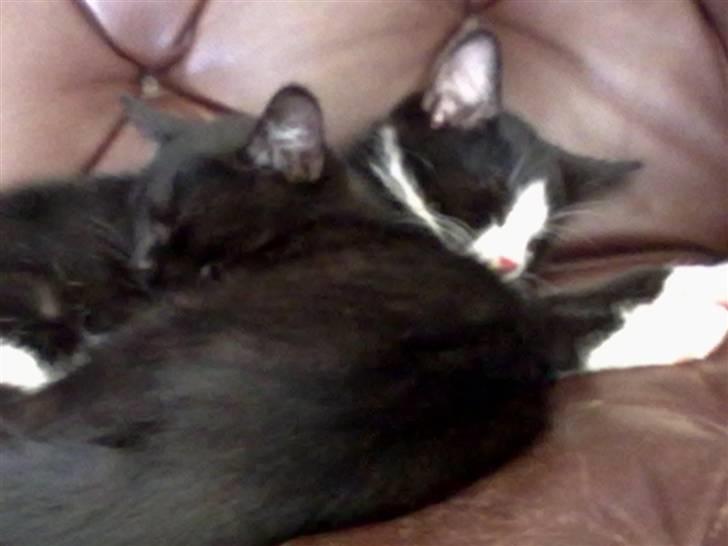 Huskat piv billede 9