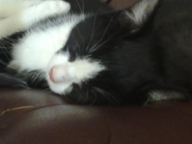 Huskat piv billede 10