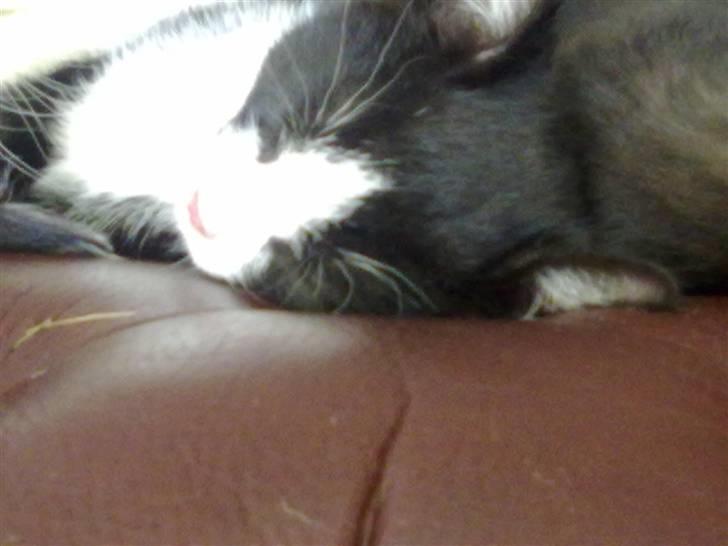 Huskat piv billede 11