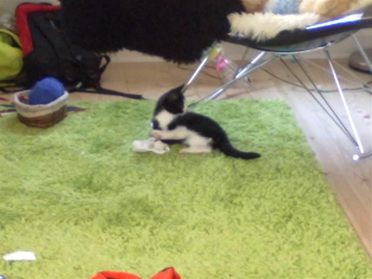 Huskat piv billede 12