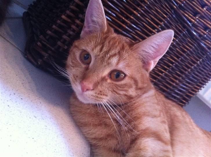 Blanding af racer Athene billede 5