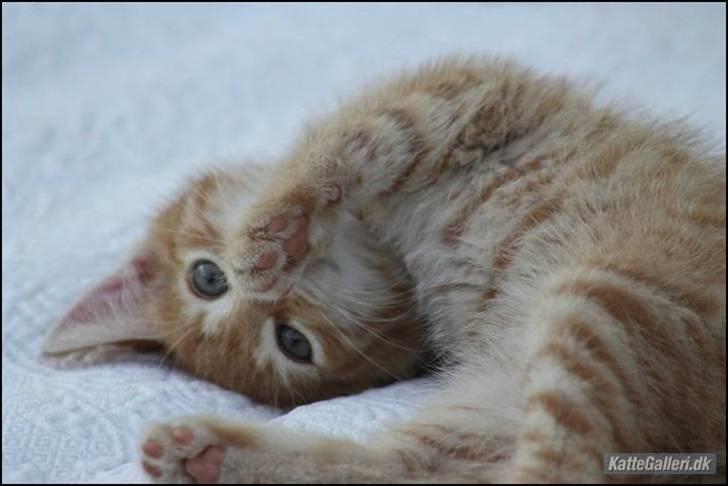 Blanding af racer Athene billede 4