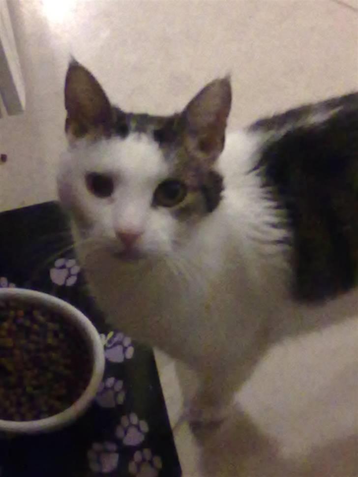 Huskat ole bent ( AFLIVET) billede 1