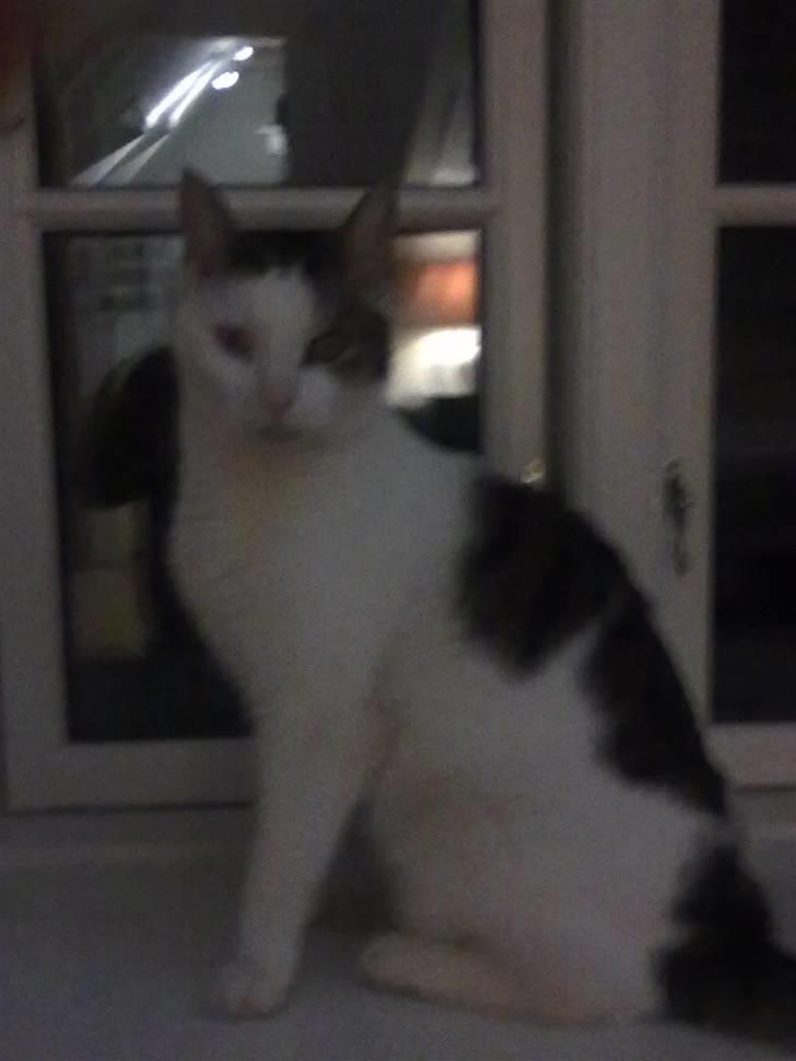 Huskat ole bent ( AFLIVET) billede 2