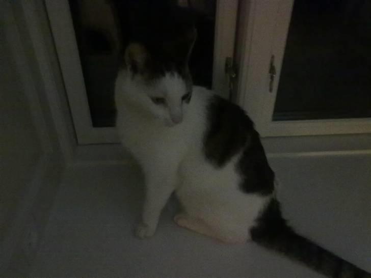 Huskat ole bent ( AFLIVET) billede 3