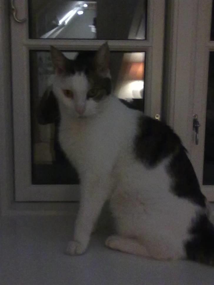 Huskat ole bent ( AFLIVET) billede 4