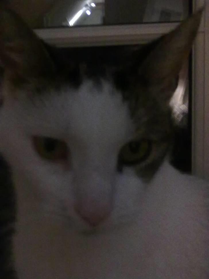 Huskat ole bent ( AFLIVET) billede 5