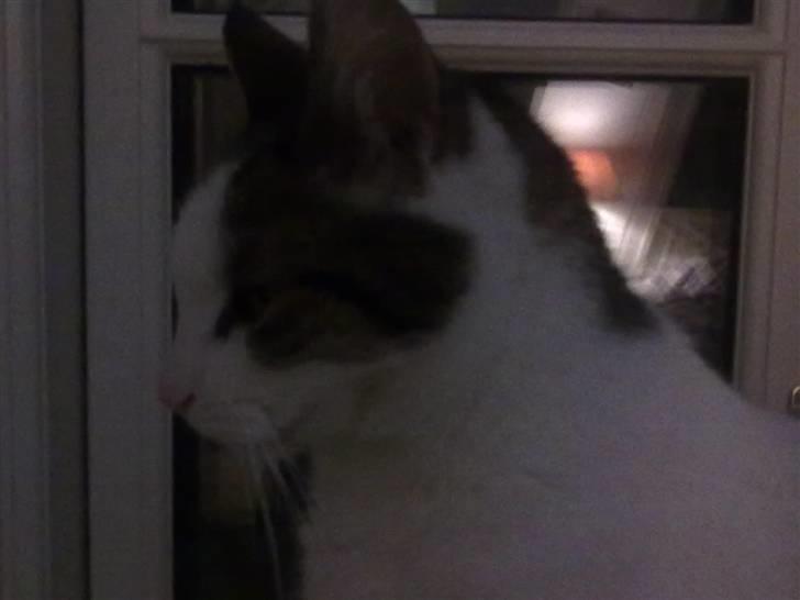 Huskat ole bent ( AFLIVET) billede 6