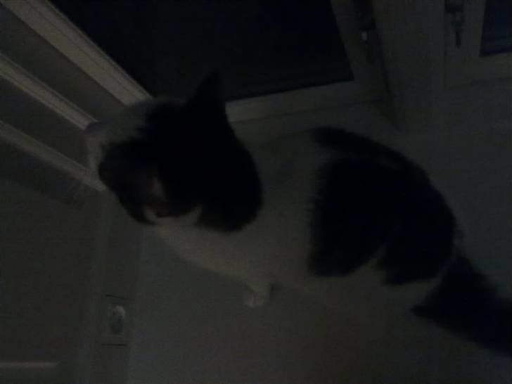 Huskat ole bent ( AFLIVET) billede 7