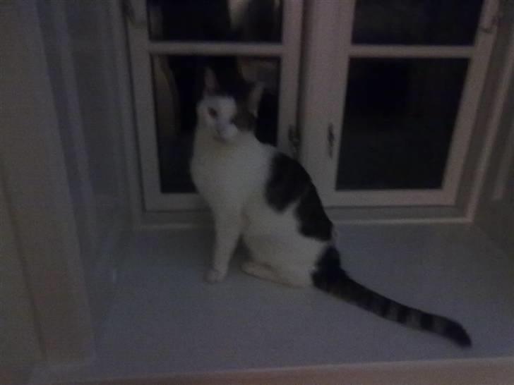 Huskat ole bent ( AFLIVET) billede 8