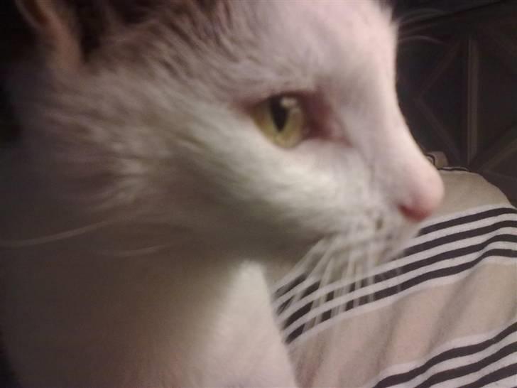 Huskat ole bent ( AFLIVET) billede 9