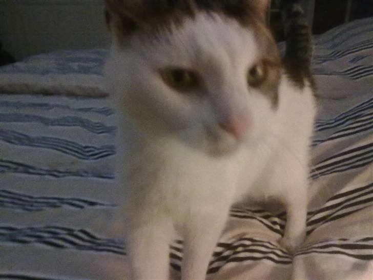 Huskat ole bent ( AFLIVET) billede 10