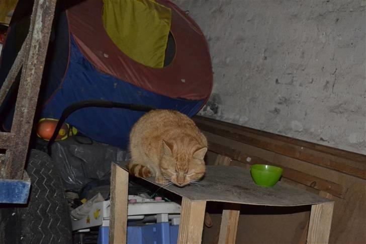 Huskat Garfield billede 1