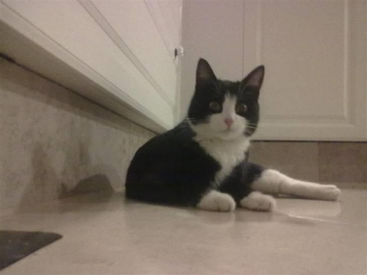 Huskat snip billede 6