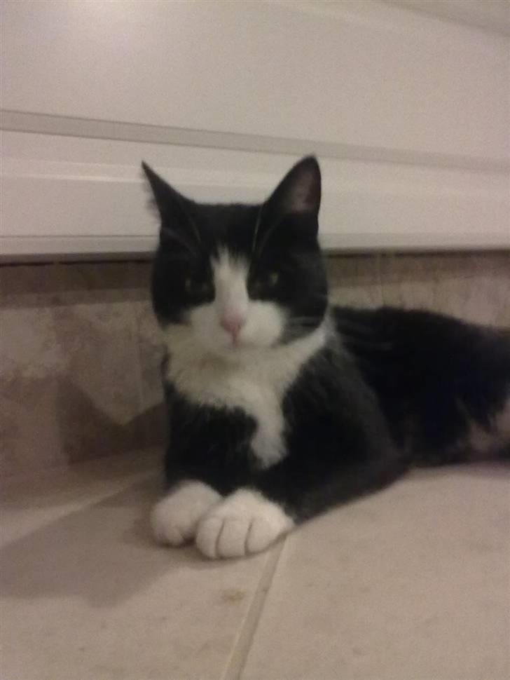 Huskat snip billede 7