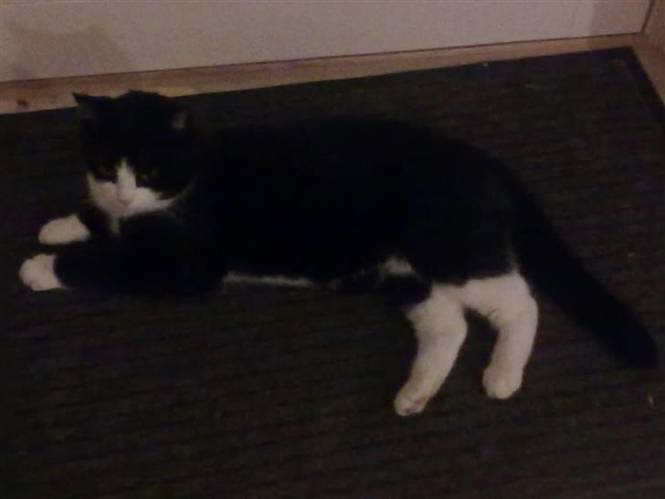 Huskat snip billede 8