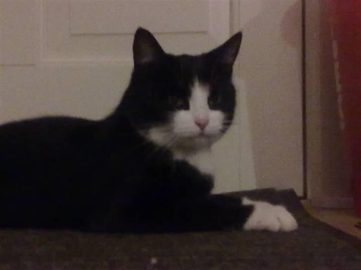 Huskat snip billede 9