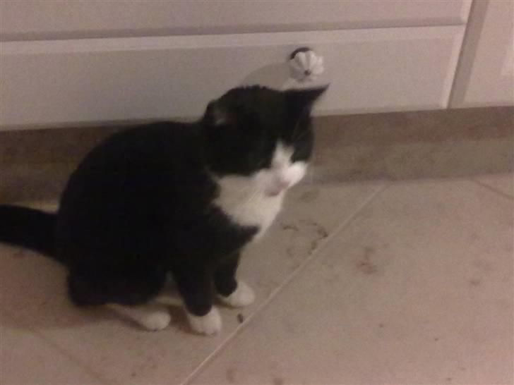 Huskat snip billede 10