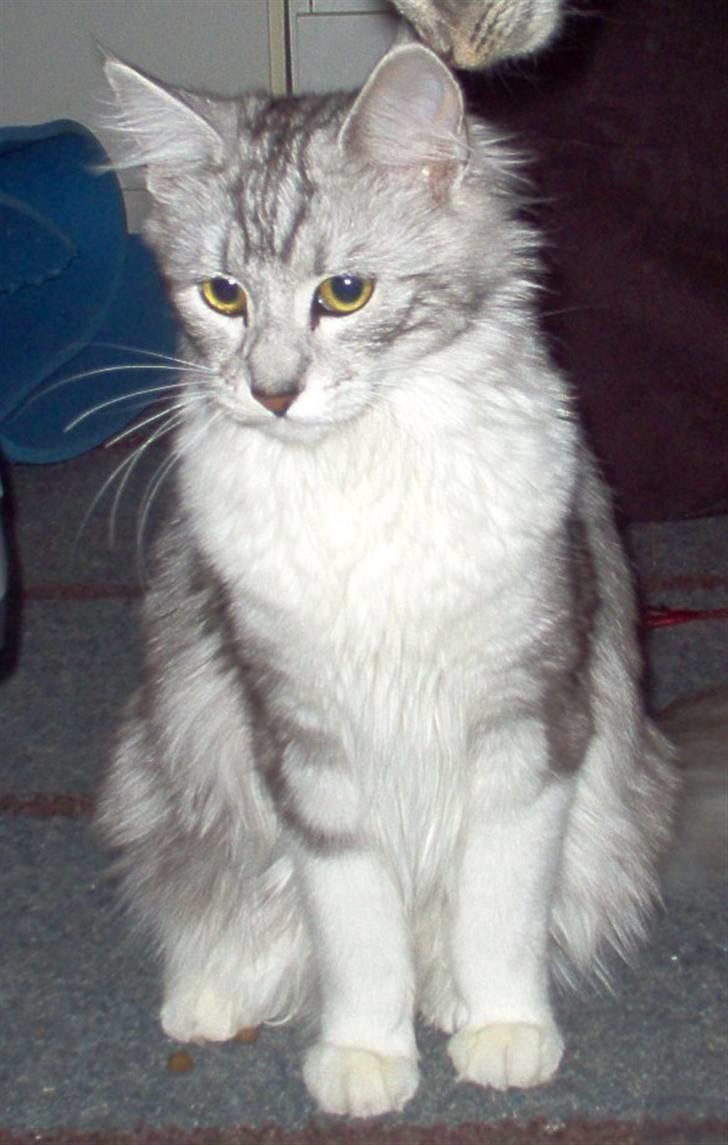 Blanding af racer Satin Snowshoes billede 1