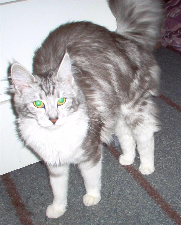 Blanding af racer Satin Snowshoes billede 2