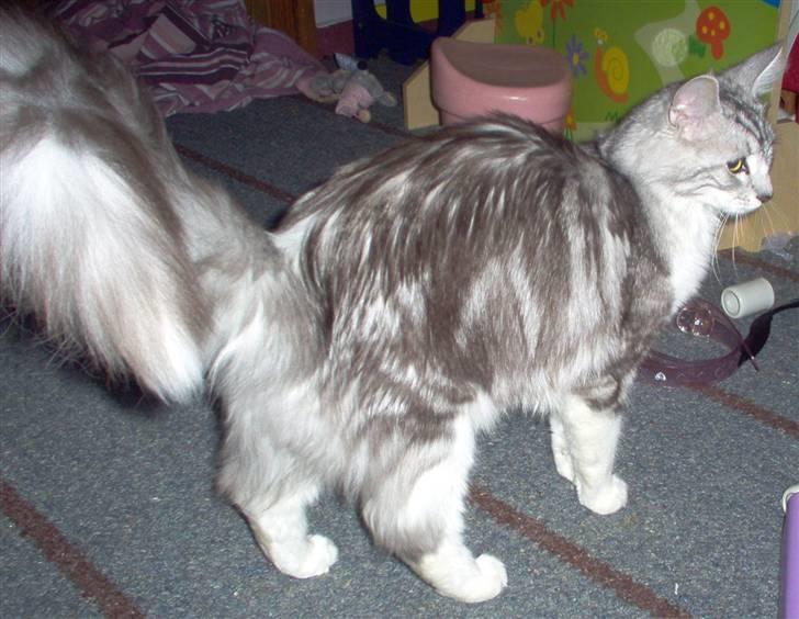 Blanding af racer Satin Snowshoes billede 3