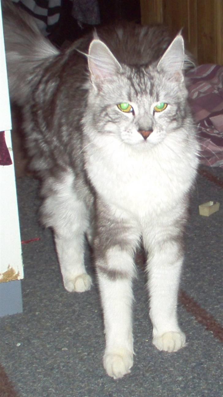 Blanding af racer Satin Snowshoes billede 4