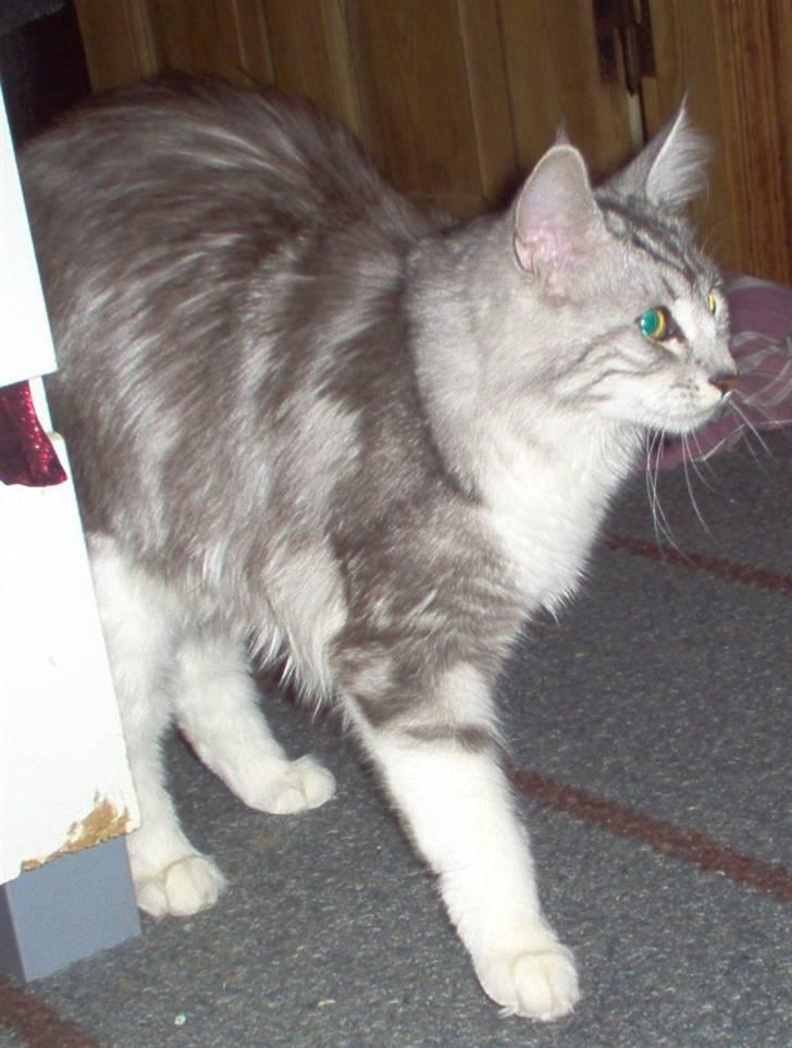 Blanding af racer Satin Snowshoes billede 5