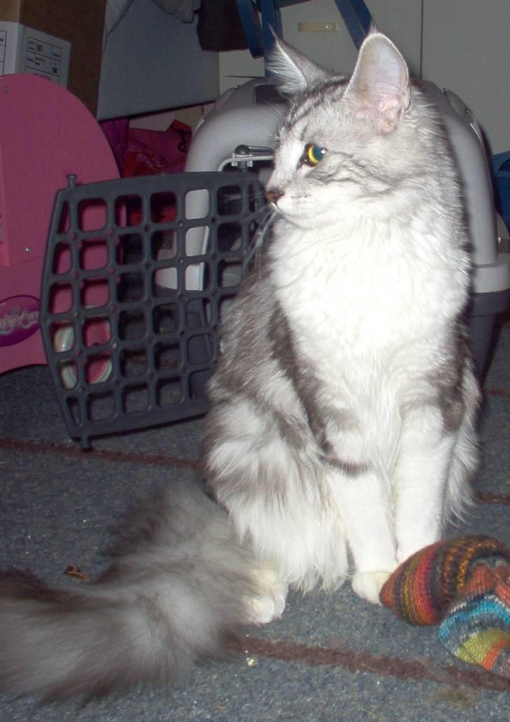 Blanding af racer Satin Snowshoes billede 6